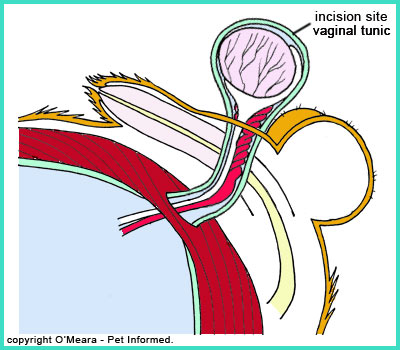 The elevation of the testis and tunica vaginalis through the incision hole is the next step in male dog neutering surgery.