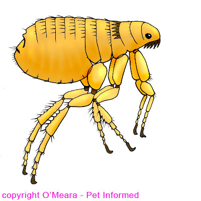  'What do fleas look like?' diagram. This is a basic diagram of a Ctenocephalides flea, showing the basic anatomy.