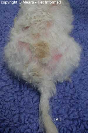 This is an image of flea allergy dermatitis (FAD) in a Maltese terrier.