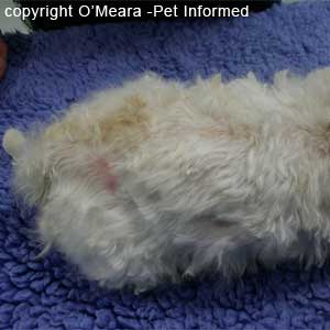 Flea pictures - This dog has severe redness and hair loss of the back and rump associated with flea allergy dermatitis. Very few fleas were actually found - an indication of the allergy's severity.