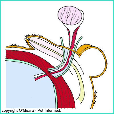 The exposure of the testis is the third step in male dog sterilisation surgery.