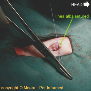 Female cat or dog spaying image - closing the linea alba and abdominal midline.