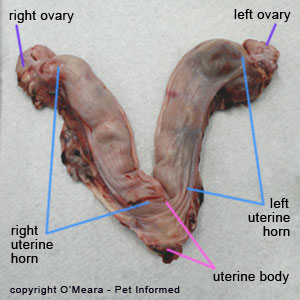This is an image of a canine reproductive tract that has been removed from a dog during dog spaying surgery. It shows the dog's uterine anatomy.