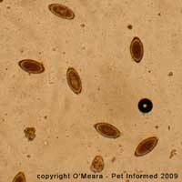 Parasite pictures - fecal float images of dog whipworm eggs.