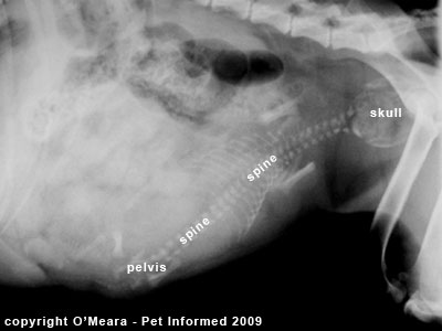 If the puppy or kitten's head is too large, it may not pass through the pelvic canal.