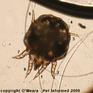 Ear mites in rabbits pictures - a male Psoroptes cuniculi rabbit ear mite.