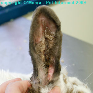 Ear mites in rabbits - the right ear of this rabbit is infested with ear mites.