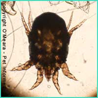 Ear mites in rabbits - This is an image of a female Psoroptes cuniculi ear mite.