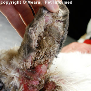 Ear mites in rabbits - severe ear mites in a rabbit.