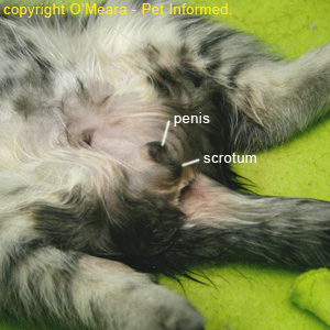 Picture of a male cat's scrotum, shaved and prepped and ready for feline neutering surgery.