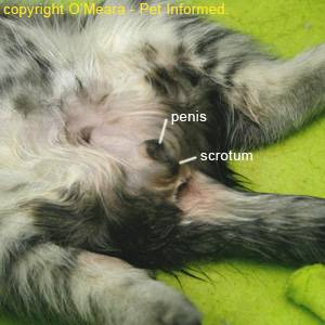 sexing a kitten