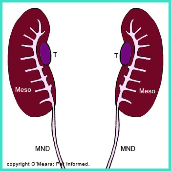 The testicles start to form on the ceiling of the embryo body cavity, close to (just inside of) the mesonephron renal structures.