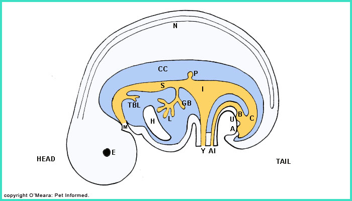 This is a diagram image of the internal organ structures of the early dog or cat embryo.