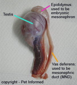 This is a picture of a dog testicle removed during castration. The anatomy of the teste can be easily compared to the developing testis and mesonephric kidney structures of the early embryo.