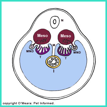 Cords of cells grow inwards from the surface of the testicular thickenings. These cells will later mature and rearrange themselves to become the duct systems and the hormone-producing (e.g. testosterone producing), sperm-producing and sperm-maturing cell populations of the mature testicle.