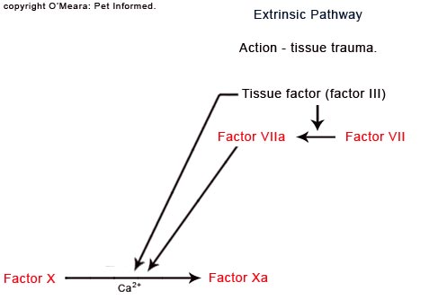 The extrinsic pathway of the blood clotting cascade, which becomes disrupted by rodenticide poisoning. 