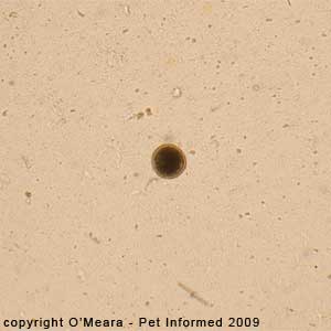 Fecal float parasite pictures - image of a canine roundworm egg.