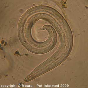 Fecal float parasite pictures - Aelurostrongylus abstrusus tail