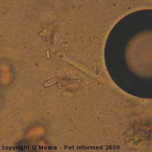 Fecal float parasite pictures - commensal flora of the rabbit gut: Saccharomycopsis gutulatus.