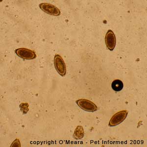 Fecal float parasite pictures - Trichuris vulpis eggs (whipworm eggs) on a faecal float of a dog with colitis.