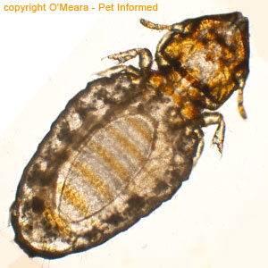 Lice pictures - This is a cat louse.