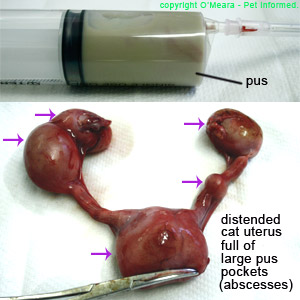 Female feline pyometra (pyometron) a complication of hormonal heat suppression (the pill) in female animals.