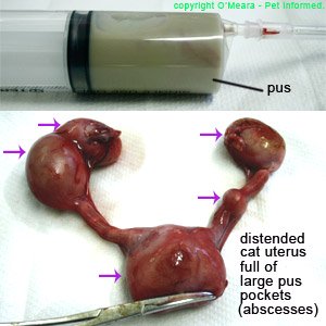 This is an image of a feline uterus affected with pyometron (pyometra).