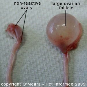 Female cats in heat - a large ovarian follicle about to ovulate.