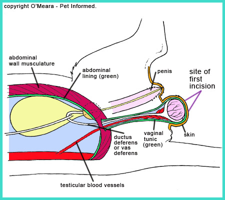 This diagram image indicates where the first incision is made during cat desexing surgery. The skin and tunica vaginalis (green) are cut.