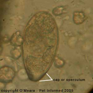 Fecal flotation parasite pictures - cat tape worm eggs (Spirometra species).