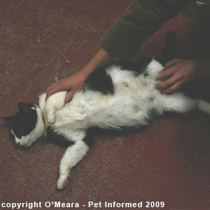 Cat pregnancy signs - the pregnant cat has a swollen belly and large teats. Cat pregnancy signs - the pregnant cat has a swollen belly and large teats.