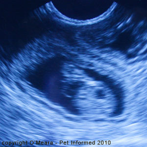 Feline pregnancy signs images - ultrasound image of a pregnant cat uterus.