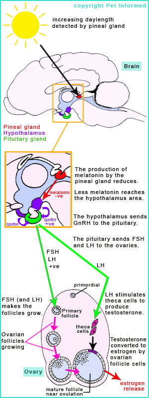 Female cat in heat - The hormonal pathways of the feline estrus cycle.