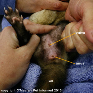 Ferret sexing images - a female ferret (jill).