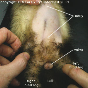 Sexing ferrets pictures - a female ferret (jill) who is in heat (in estrus or 'season').