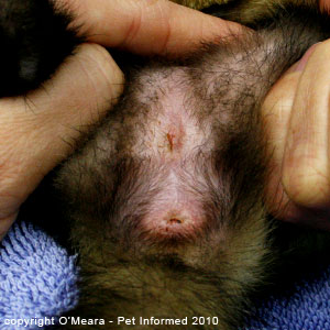 Ferret sexing pictures - a female ferret (jill) who is not in heat (not in estrus).