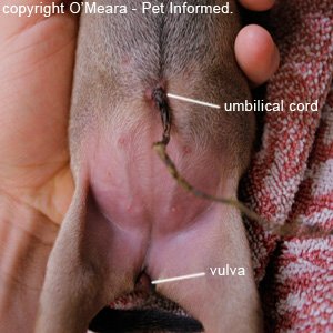 The belly of female puppies is bare and smooth behind their umbilicus. Their genitalia (vulva) is located between their legs.