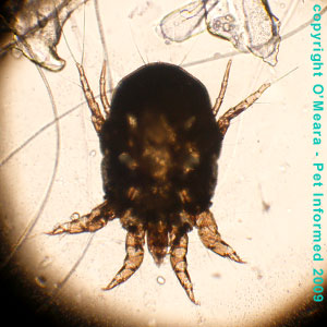 Ear mites in rabbits - a female Psoroptes cuniculi rabbit ear mite.
