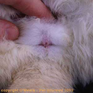 Sexing rabbits - the vulva of the female rabbit.