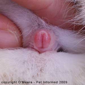 Sexing rabbits - the vulva of the female rabbit is shaped like a vertical slit.