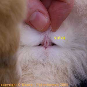 Rabbit sexing - The vulval orifice of the female rabbit is shaped like a vertical slit.