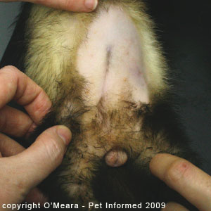 Sexing ferrets pictures - a female ferret (jill) who is in heat (in estrus or 'season'). Sexing ferrets pictures - a female ferret (jill) who is in heat (in estrus or 'season').