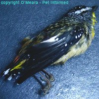 A spotted pardalote killed by a feral cat.