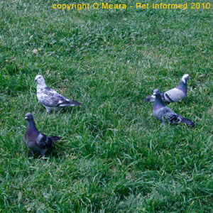 Male pigeons dance and coo loudly to attract females.