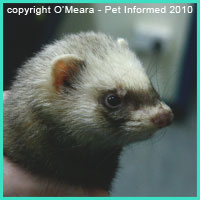 Ferrets are really easy to determine the sex of.