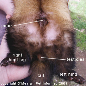 Ferret sexing images - a male ferret has a penis in the middle of its belly and testicles beneath its anus.