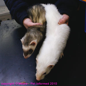 Ferret sexing - male (white) and female (polecat) ferret photos.