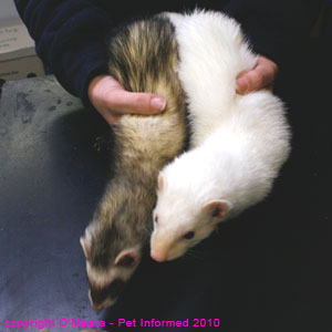 Ferret sexing - male (white) and female (polecat) ferret photos.