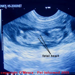An ultrasound image of dog foetus with the heart labeled.