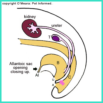 The metanephron kidney enlarges more and moves into its final resting place. The testicle continues to be pulled caudally (rearward) by the gubernaculum.